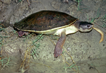 Northern Snapping Turtle, East Alligator River