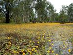 Papaerbark swamp in the early dry season showing water lillies flowering.