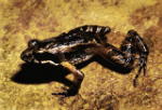 Picture of Remote Froglet (Crinia Remota ) from Robin Falls area.