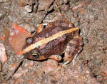 Ornate Burrowing Frog