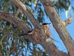 Restless Flycatcher on nest, Bowra