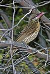 Spiny-cheeked Honeyeater, Alice Springs area