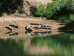 Freshwater Crocodile, Windjana