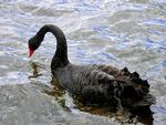 Black Swan, Rotorua