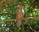 Barking Owl, Jabiru area
