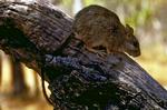 Brush-tailed Rabbit-Rat