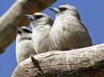 Black-faced Woodswallows, Desert Wildlife Park