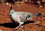 Crested Pigeon, Yulara