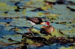 Jacana on lily-pads, Yellow Waters