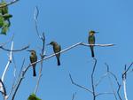 Female Rainbow Bee-eaters