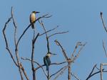 Sacred Kingfishers perched