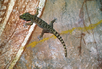 Giant Cave Gecko, Ngarradj - Kakadu National Park