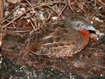 Red-chested Button-quail