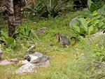 Short-eared Rock-wallaby feeding, Ubirr