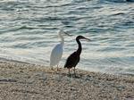 Eastern Reef Egrets white morph and grey morph, Lady Elliot Island