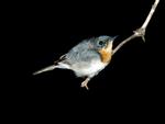 Female Leaden Flycatcher, Mt Ringwood Station