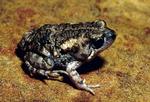 Image of species from Bradshaw area of the NT.