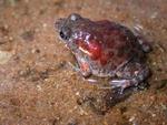 Image of the Floodplain toadlet Uperoleia innundata from near Darwin