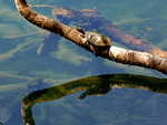 Saw-shelled Turtle, Lake Eacham