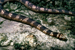 Turtle-headed Sea Snake