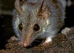 Fawn Antechinus, Angurrapal