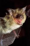 Arnhemland Long-eared Bat