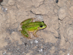 Dahl's Aquatic Frog