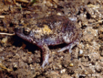 Tanami Toadlet, Panton River area of WA
