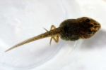 Picture of Mature Tadpole
