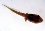 Image of Tadpole (with back legs)

