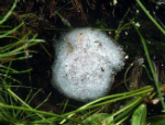 Egg mass of Marbled Frog (Lim. Convexiusculus)