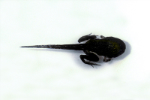Ornate Burrowing Frog tadpole
