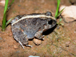 Ornate Burrowing Frog