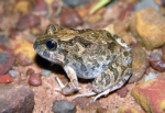 Ornate Burrowing Frog