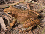 Image of the Water Frog, Rana Dameli from Giddies River. 