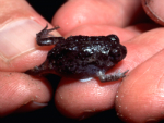 Picture of Toadlet in hand showing relative size