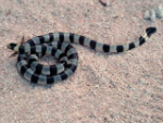 Banded Sea Krait