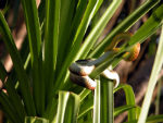 Common Tree Snake