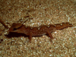 Helmeted Gecko