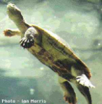 Northern Snapping Turtle