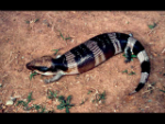 Western Blue-tongued Lizard