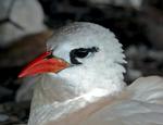 Red-tailed Tropicbird closeup, Lady Elliot Island