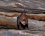 Dusky Leaf-nosed Bat