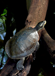 Northern Yellow-faced Turtle, Territory Wildlife Park