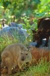 Female (left) and male (right) Black Wallaroos, Territory Wildlife Park