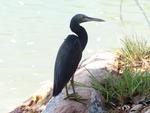 Eastern Reef Egret