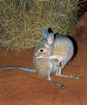 Rufous Hare-wallaby, Desert Wildlife Park