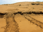 Flatback Turtle nest, Bare Sand Island