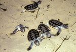 Flatback Turtle hatchlings emerging from their nest, Field Island