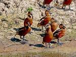 Wandering Whistling Ducks, Yellow Waters